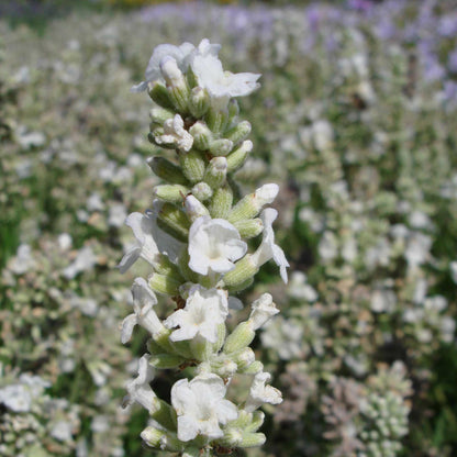 A close-up view of Ellagance Snow lavender flowers with green stems against a blurred background.