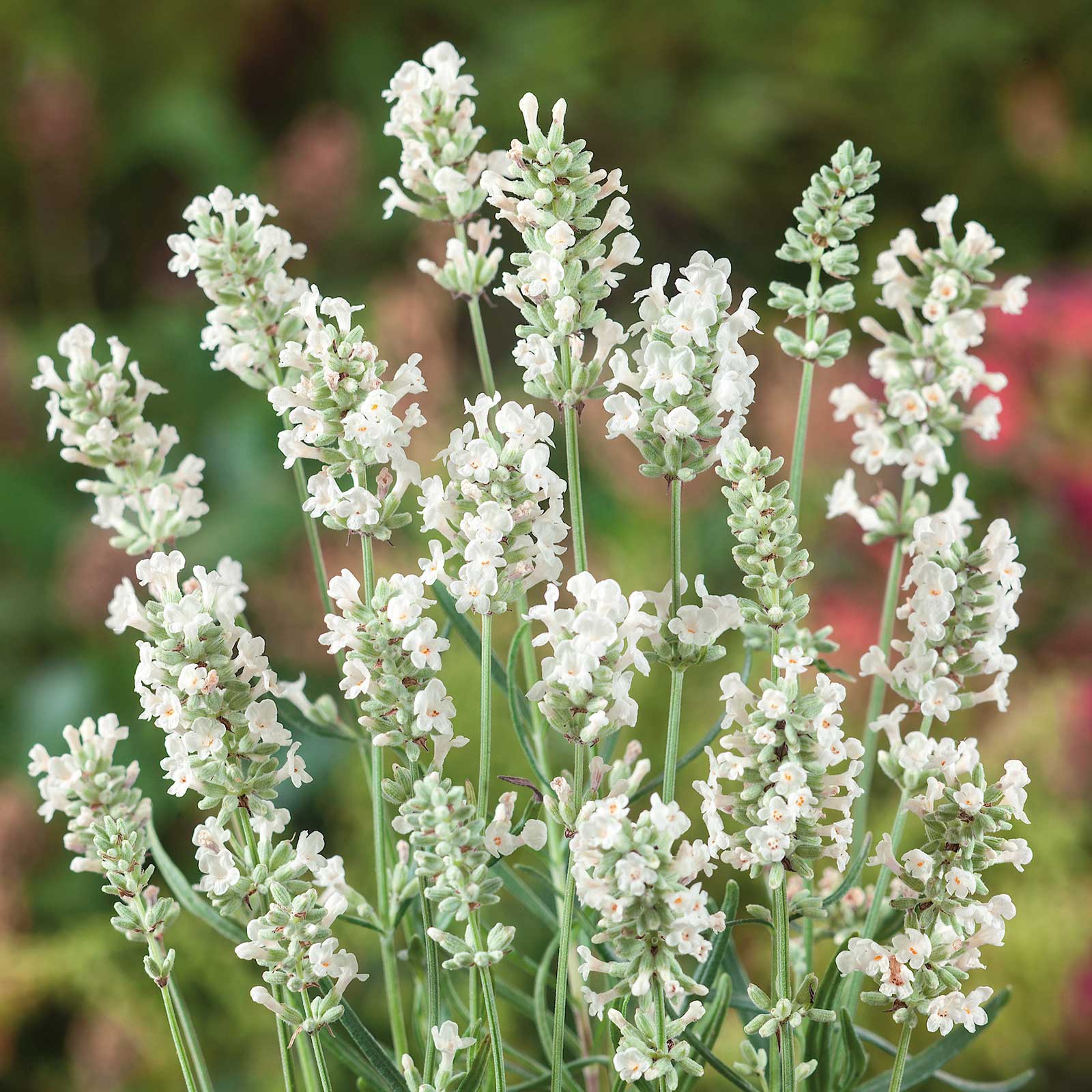 Ellagance Snow lavender flower with green stems and leaves, set against a blurred background.