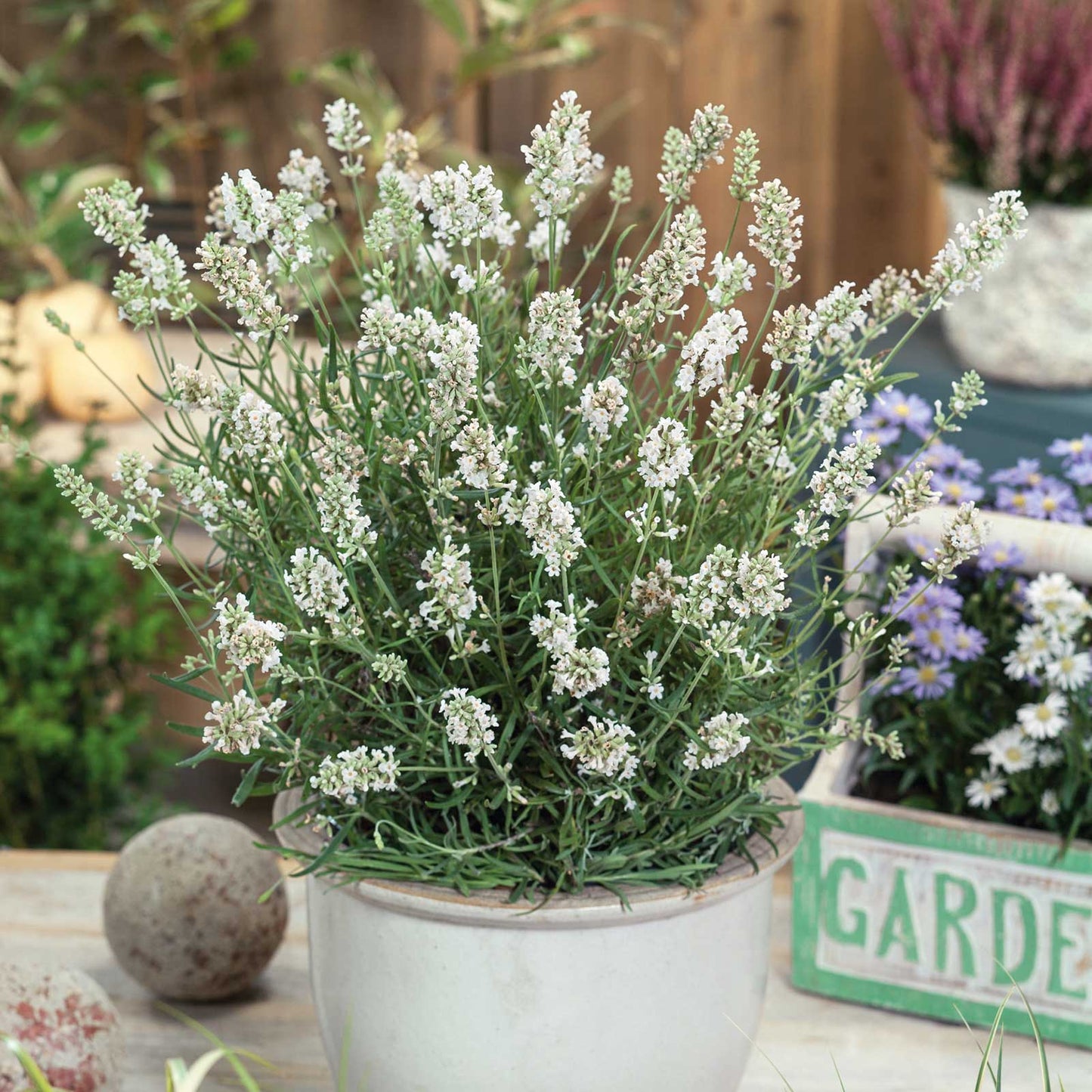 A blooming Ellagance Snow lavender plant with white flowers and green foliage.