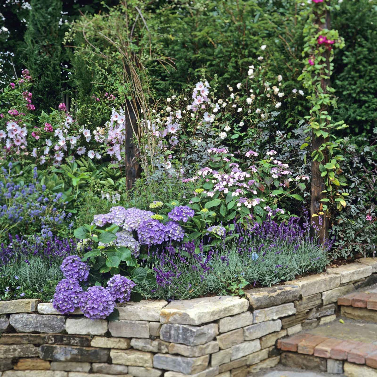 A Hidcote Promise Compact lavender plant with green foliage is shown against a stone-walled garden.