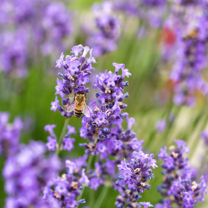 Close-up of Hidcote Promise Compact lavender flowers with purple-blue petals and green stems.