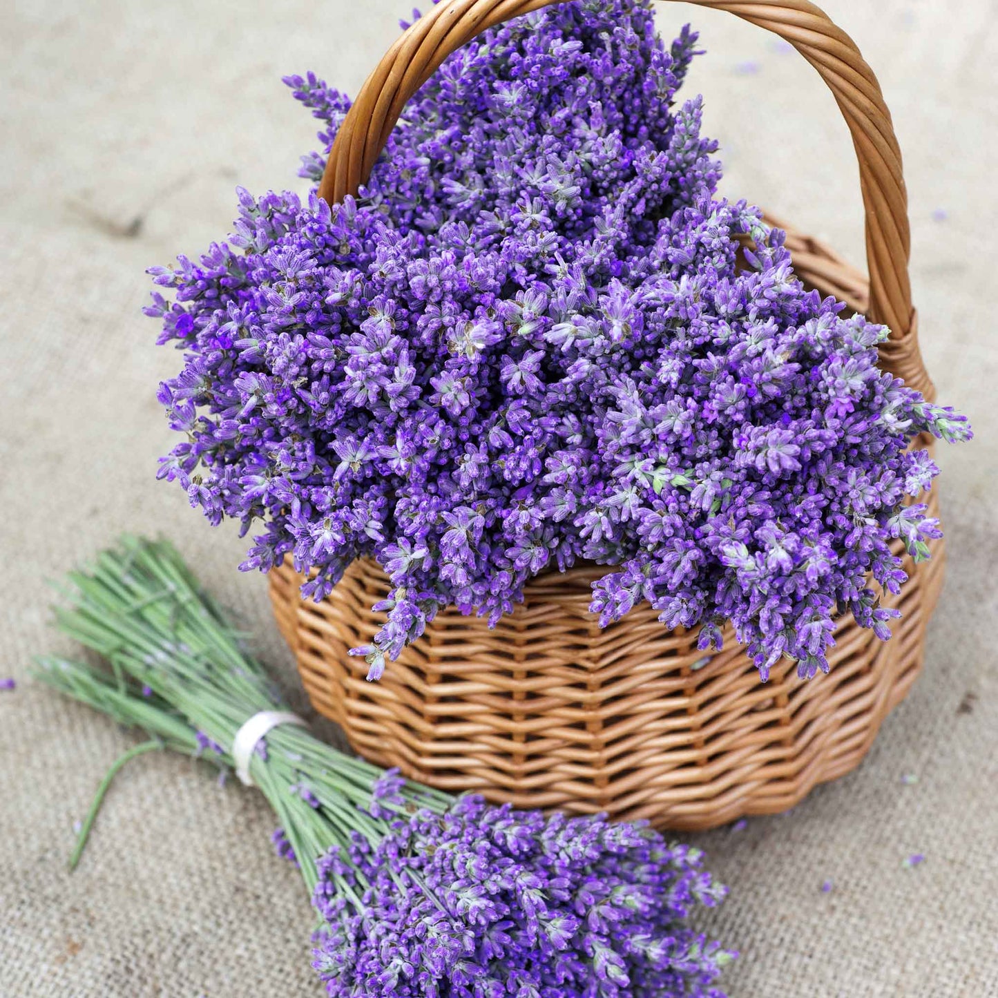 Cut stems of purple lavender gathered in a basket, with a bundle of cut lavender laying by its side.