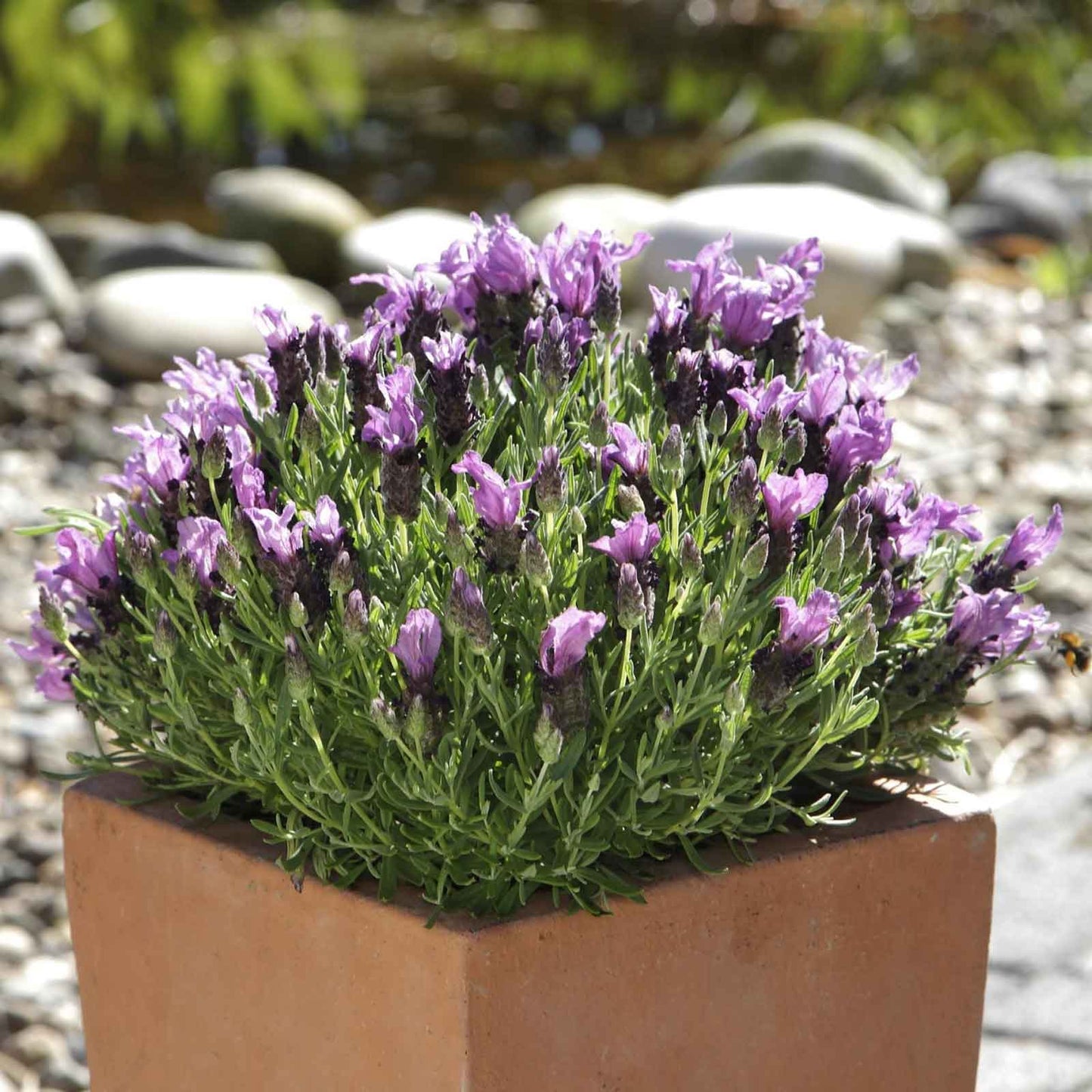 Close-up of bandera purple Spanish lavender blooms with green foliage against a soft background.