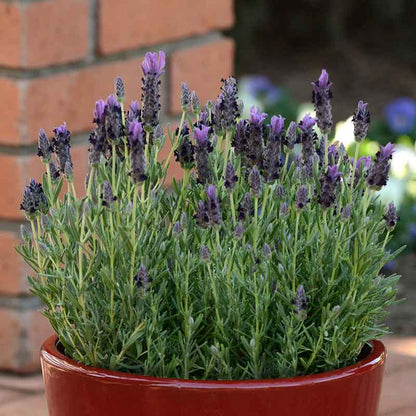 Close-up of bandera purple Spanish lavender blossoms growing in a pot.
