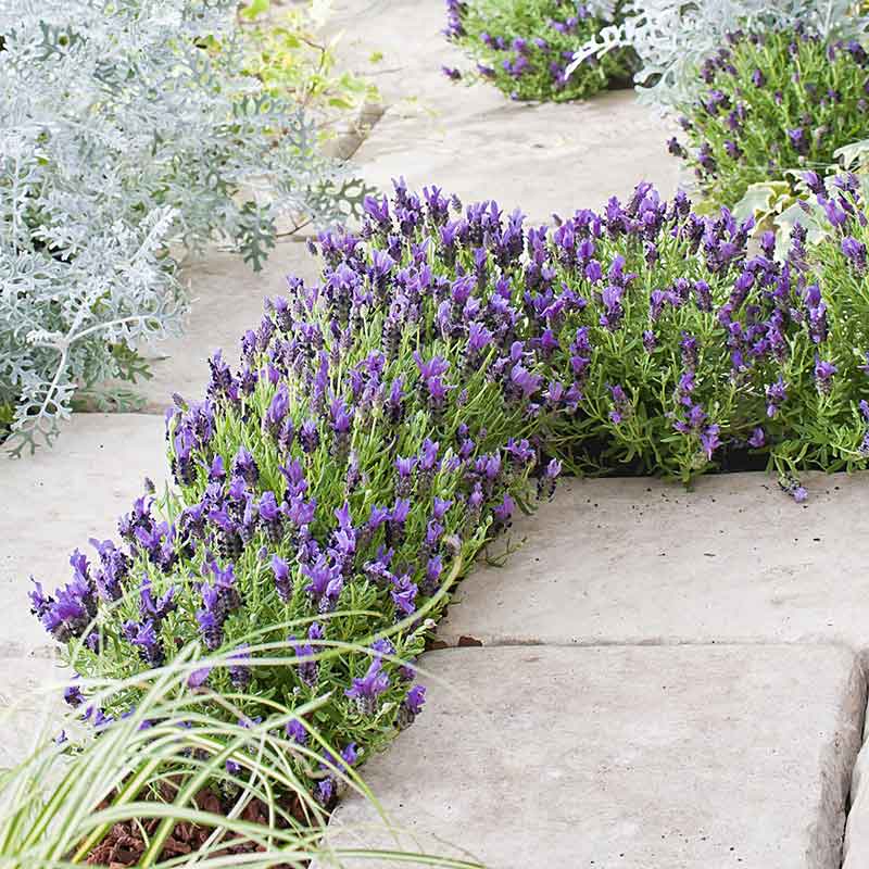 Bandera purple lavender growing between concrete steps.