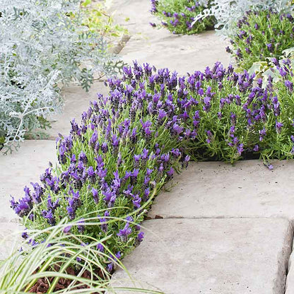 Bandera purple lavender growing between concrete steps.