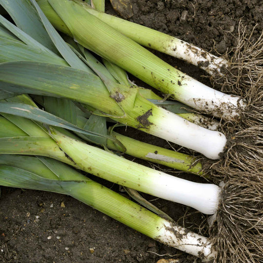 Several American Flag leeks freshly harvested with green stalks and white bottoms sprinkled with dirt.