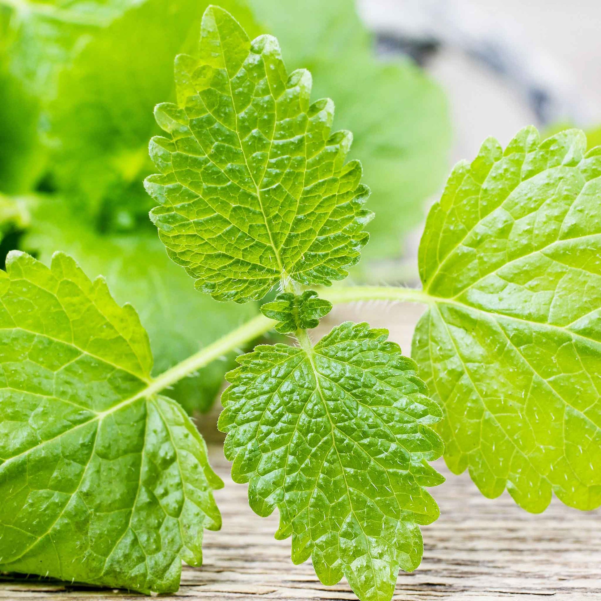 Close-up of vibrant green lemon balm leaves against a blurred garden background.
