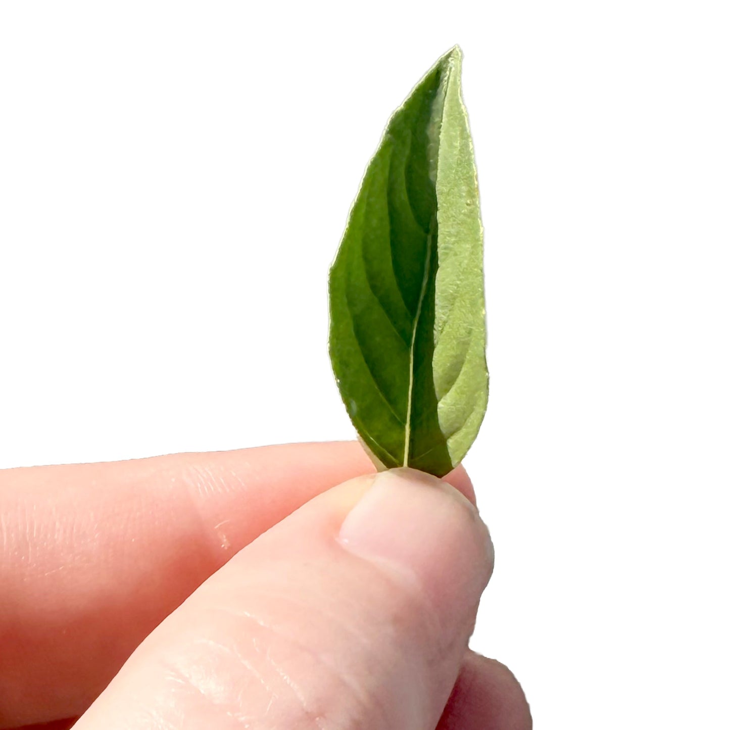 Lemon Basil