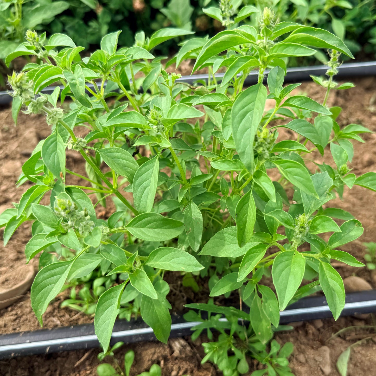 Lemon Basil