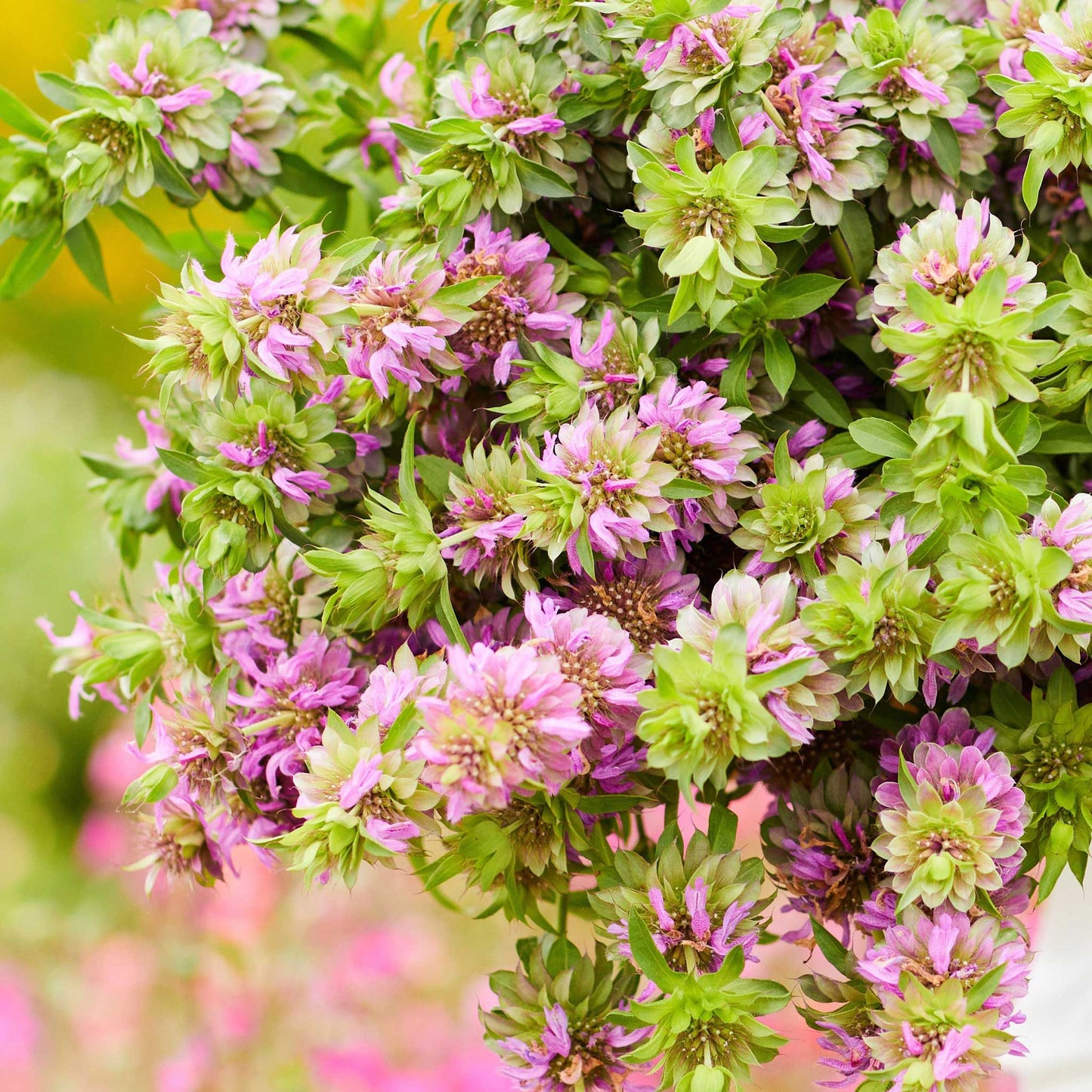 Close-up of a vibrant purple lemon mint flower cluster with green leaves on a blurred background.