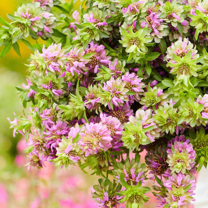 Close-up of a vibrant purple lemon mint flower cluster with green leaves on a blurred background.