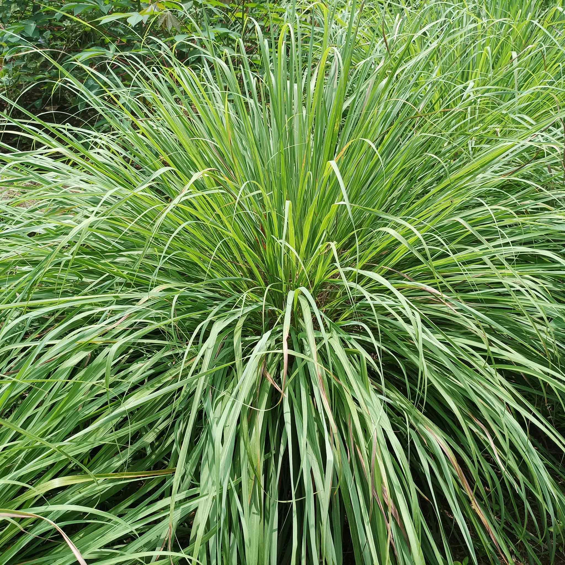 Close-up of blades of green lemongrass leaves, showing texture and growth habit.
