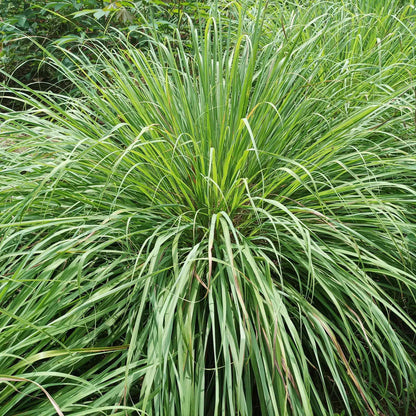 Close-up of blades of green lemongrass leaves, showing texture and growth habit.