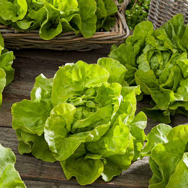 A close-up shot of vibrant green Bibb lettuce with ruffled leaves, ready for harvest. | copyright: Floramedia UK Ltd