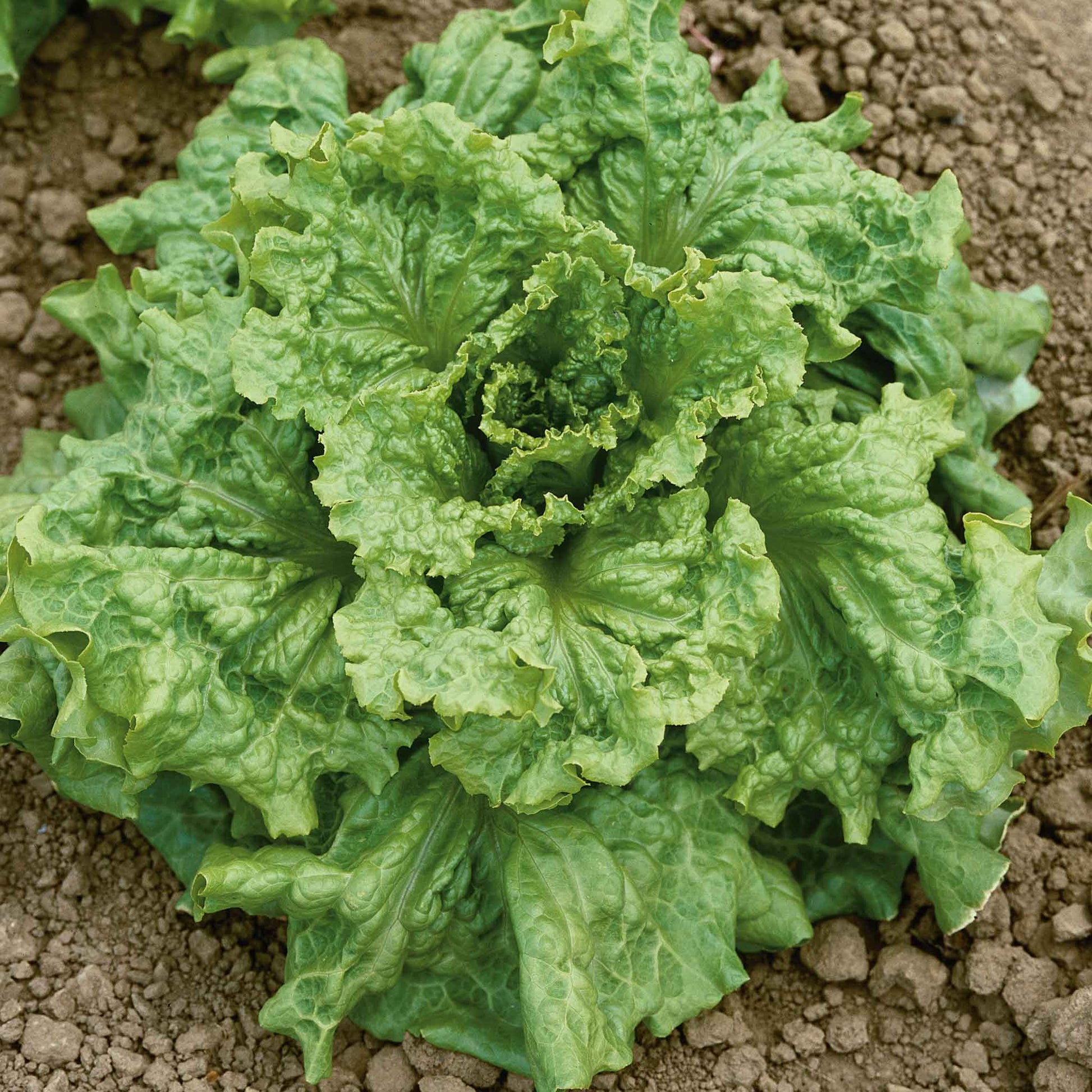 A vibrant Black Seeded Simpson lettuce plant with broad, crinkled leaves, ready for harvest, fills the frame.