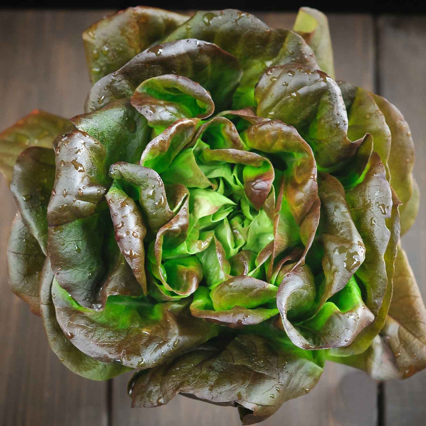 A close-up of a bronze mignonette lettuce head with ruffled, reddish-bronze leaves.