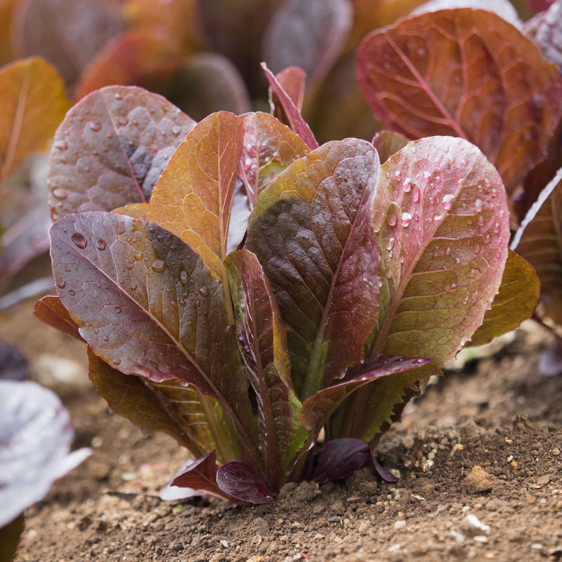 This image shows a close-up of vibrant red Cimmarron lettuce leaves, with visible veins.