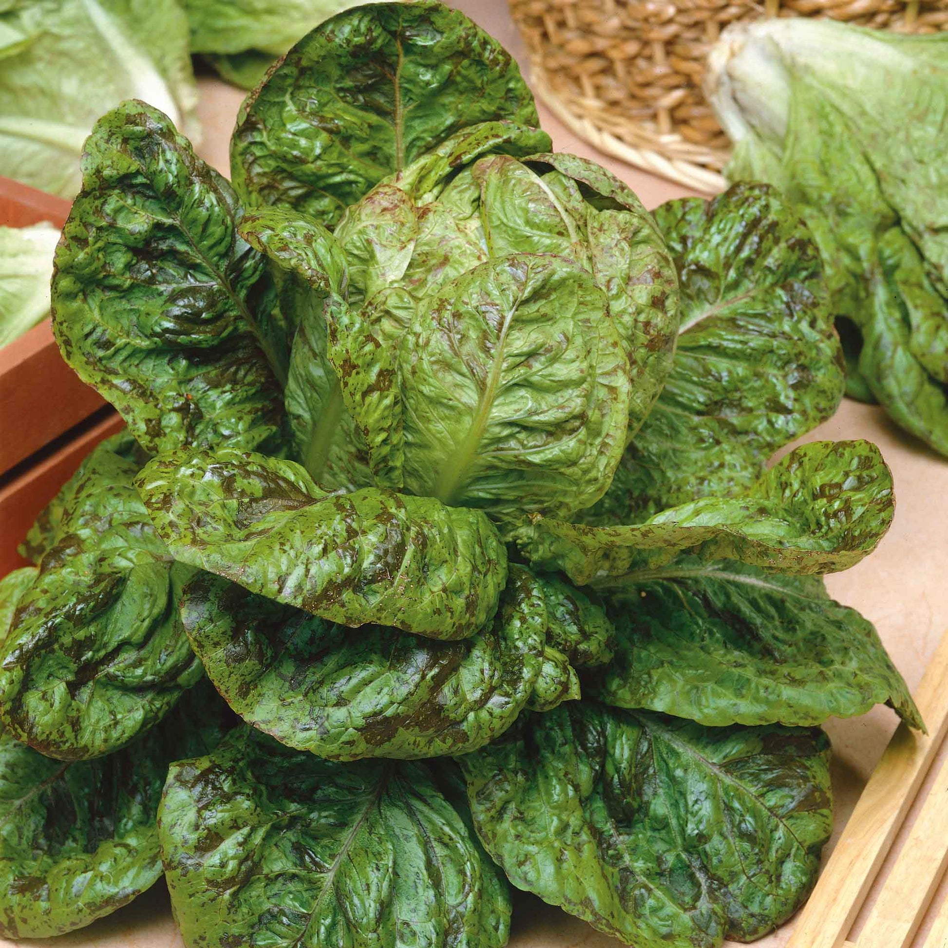 A vibrant red and green Freckles lettuce with ruffled leaves, perfect for a fresh garden salad.