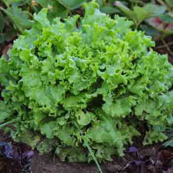A vibrant green head of "Grand Rapids TBR" lettuce with ruffled leaves, ready for harvest.