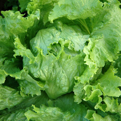 Close-up of a crisp, green iceberg lettuce head with tightly packed leaves.