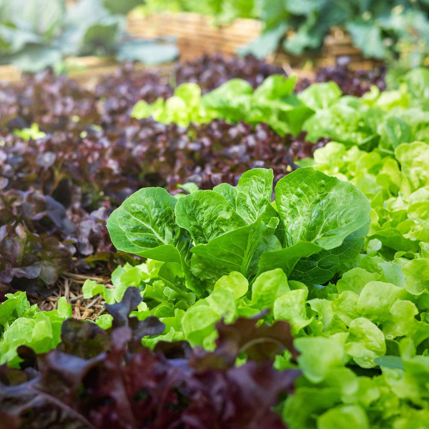 Leaf blend lettush growing in a garden showcasing the multiple colors of the mix.