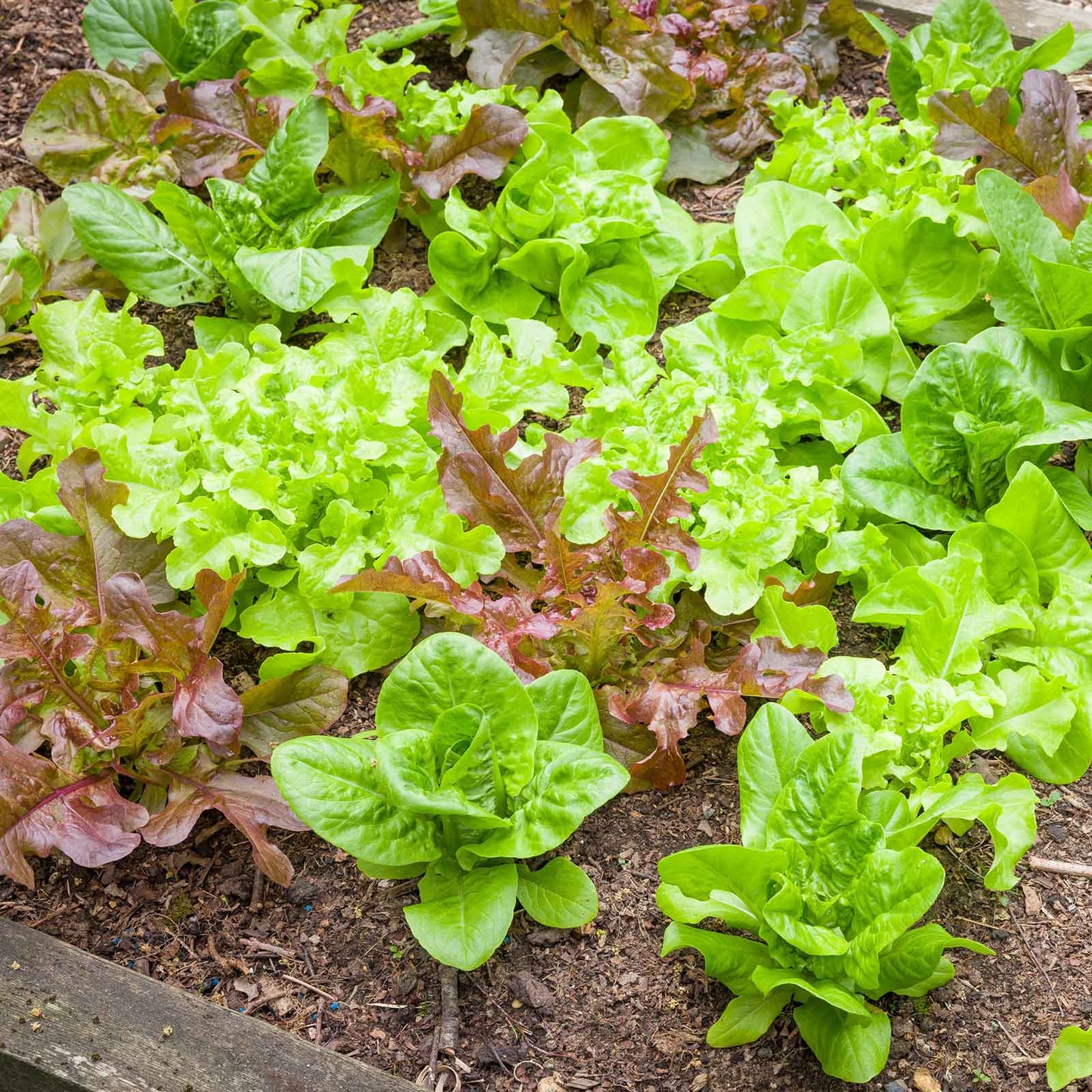 Leaf blend lettush growing in a garden showcasing the multiple colors of the mix.