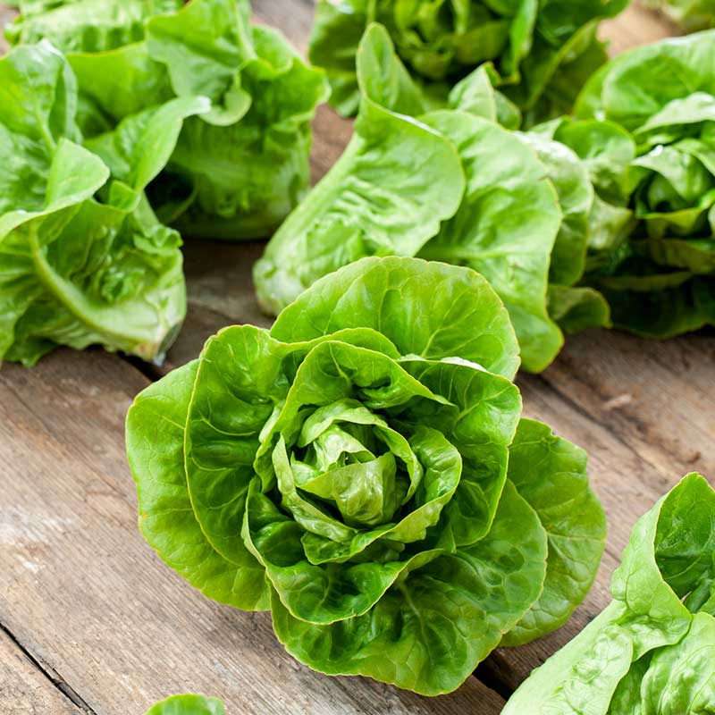 A vibrant, compact "Little Gem" lettuce with crisp, green leaves, on a wooden surface. | copyright: Floramedia UK Ltd