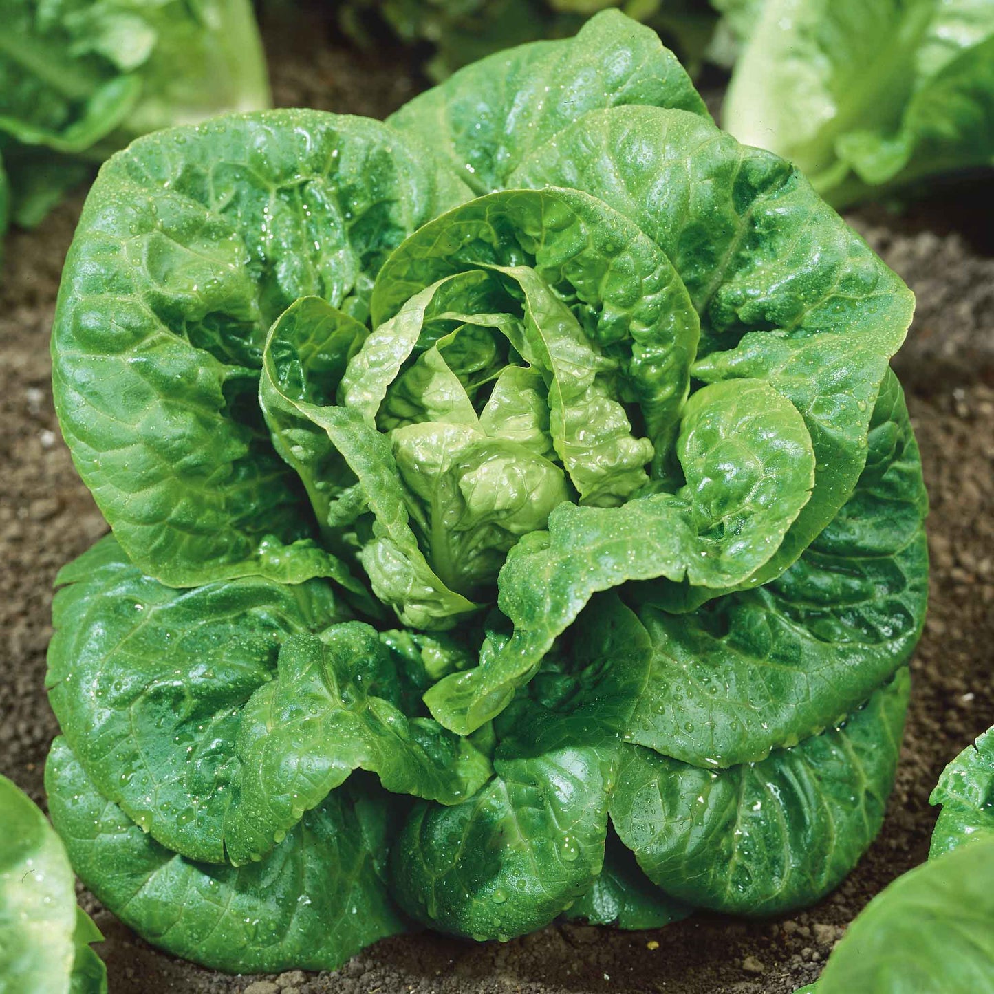 A close-up of a small, green Little Gem lettuce head with tightly packed leaves, nestled in soil.