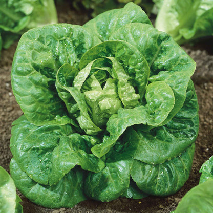 A close-up of a small, green Little Gem lettuce head with tightly packed leaves, nestled in soil.