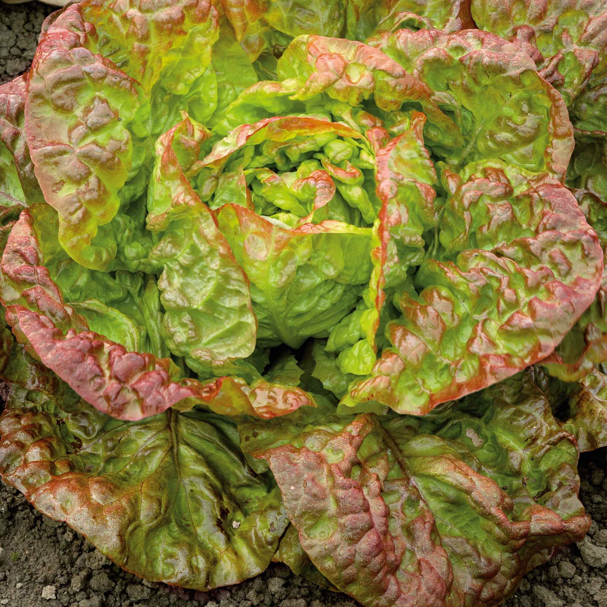 A close-up view of a vibrant red and green Marvel of Four Seasons lettuce plant with ruffled leaves and a dense head.