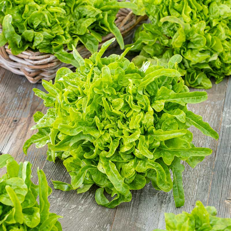 A close-up shot of vibrant green oakleaf lettuce with ruffled edges on a wooden surface. | copyright: Floramedia UK Ltd