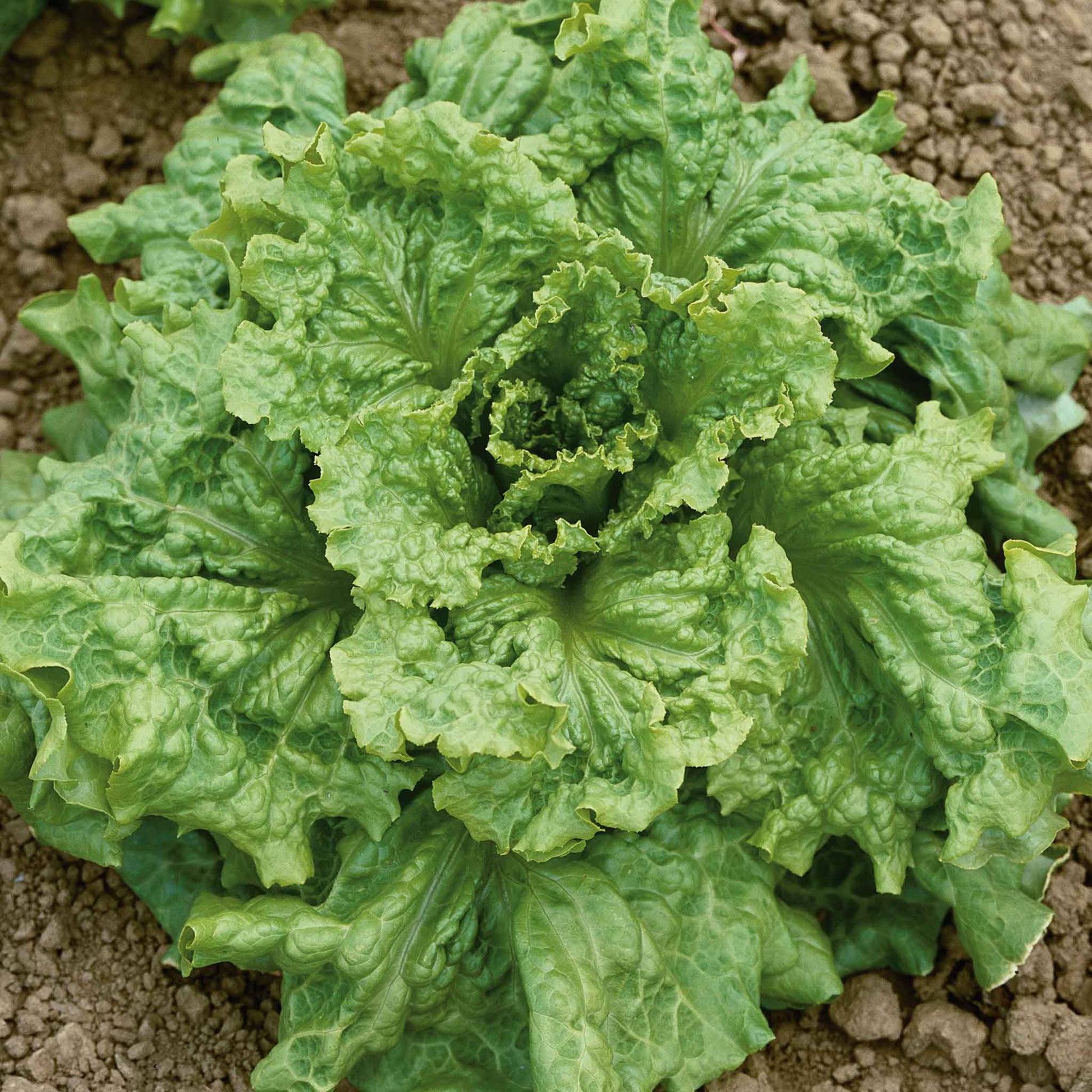 A vibrant Black Seeded Simpson lettuce plant with broad, crinkled leaves, ready for harvest, fills the frame.