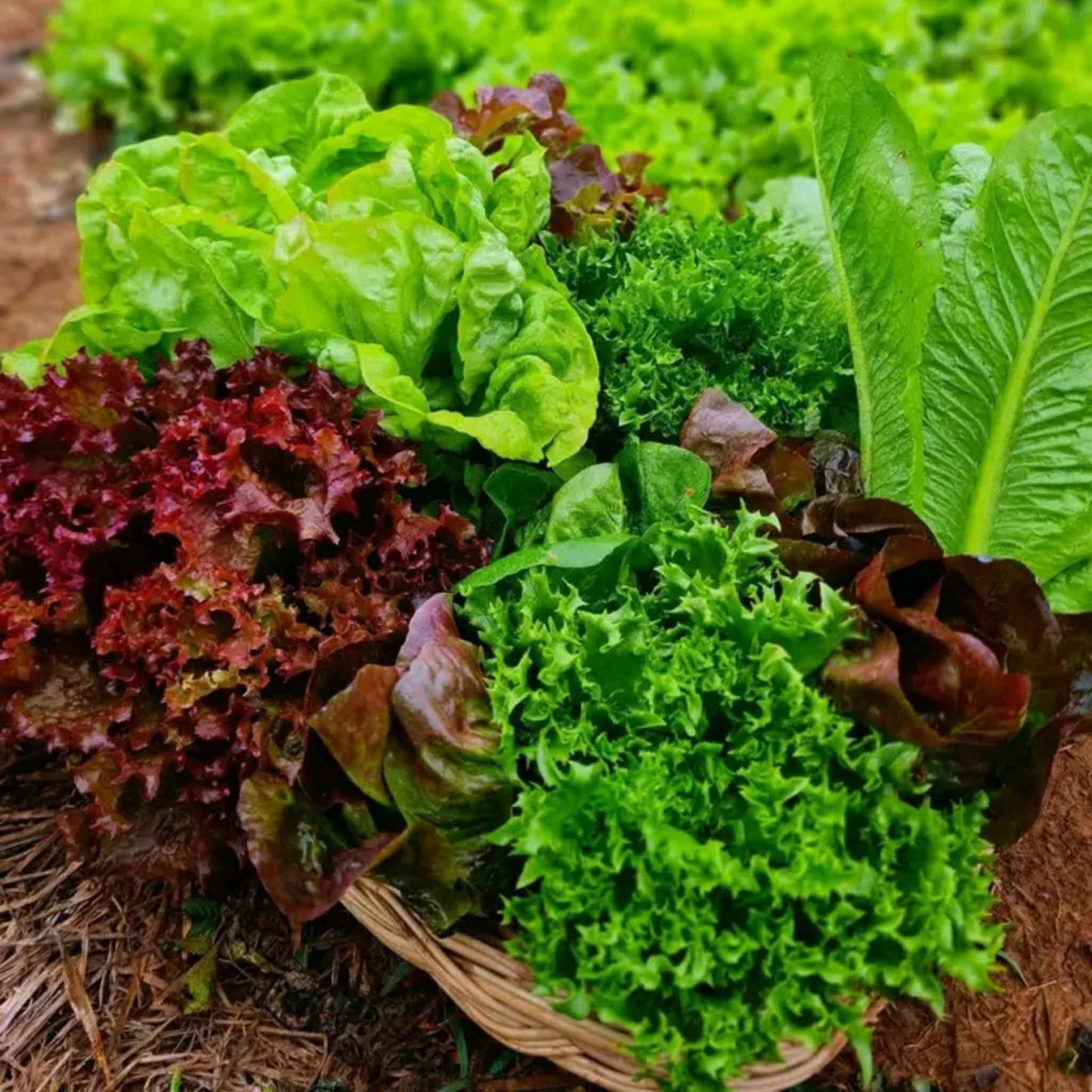 A vibrant, organic garden blend of lettuce seeds in a natural setting.