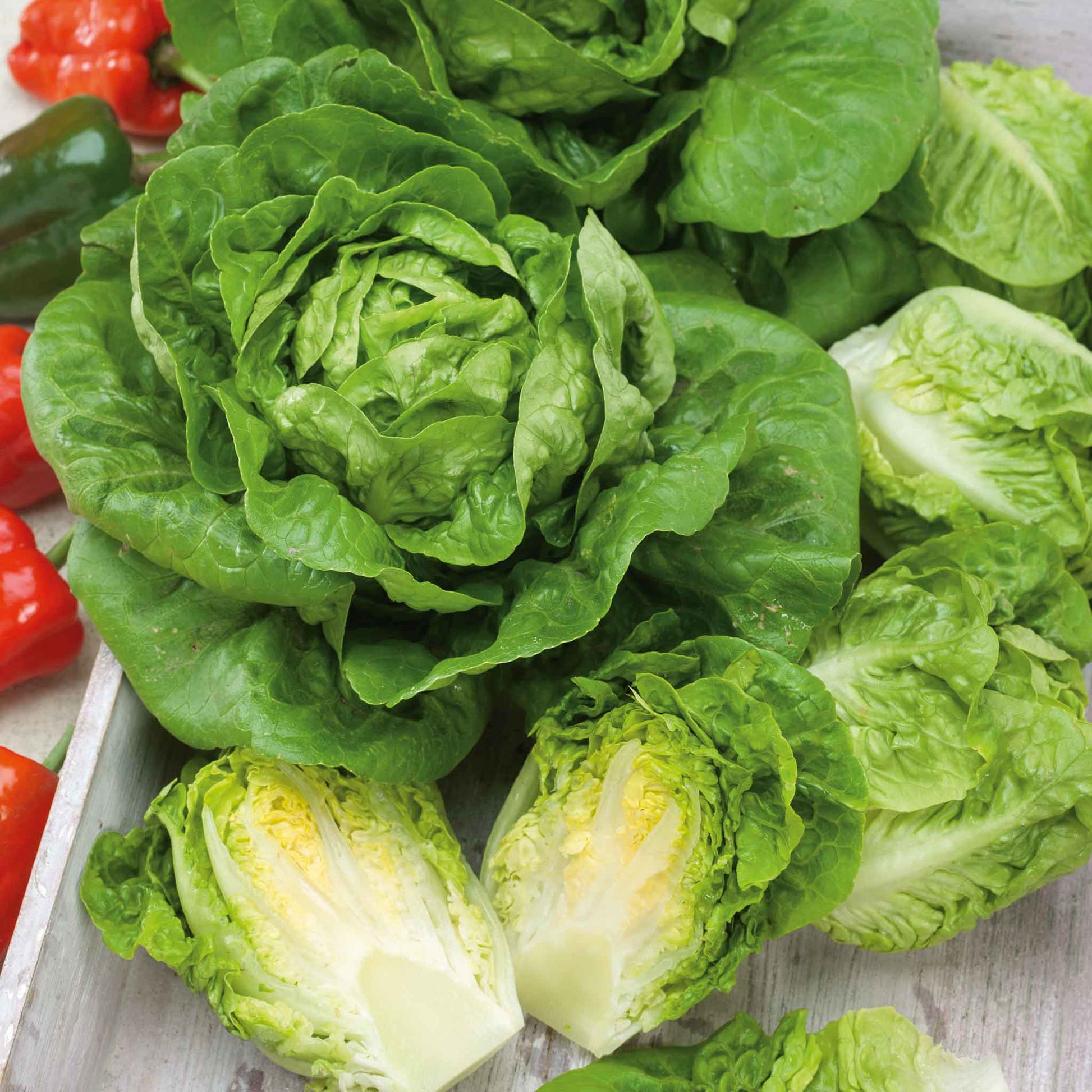 A vibrant close-up of a "Little Gem" lettuce plant with bright green leaves, surrounded by cut open lettuce.