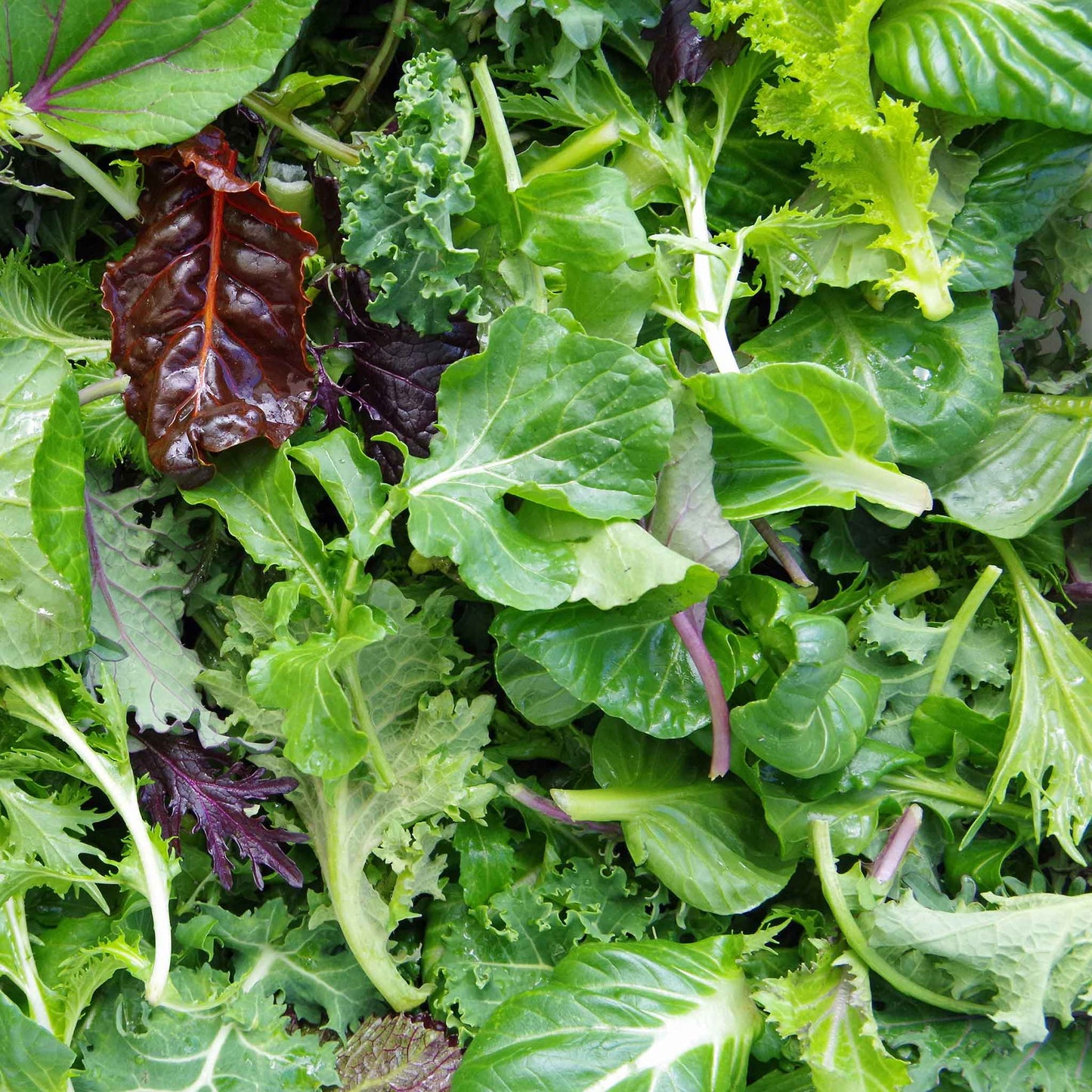 A close-up of a vibrant mesclun mix with various green and red lettuce leaves.