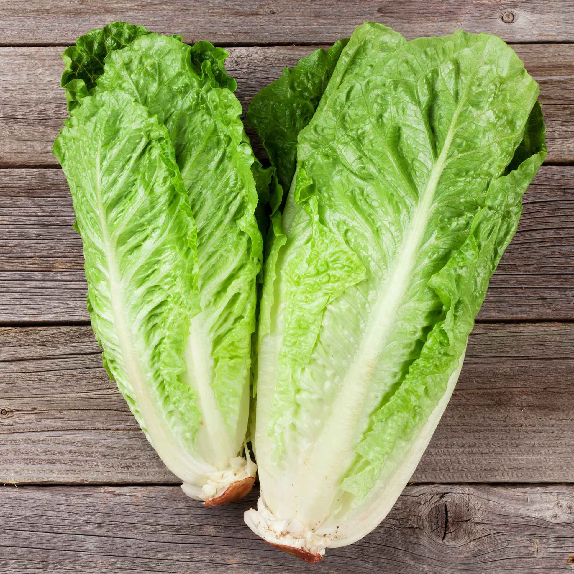 A head of green romaine Parris Island Cos lettuce showcasing its lengthy body and green leaves.