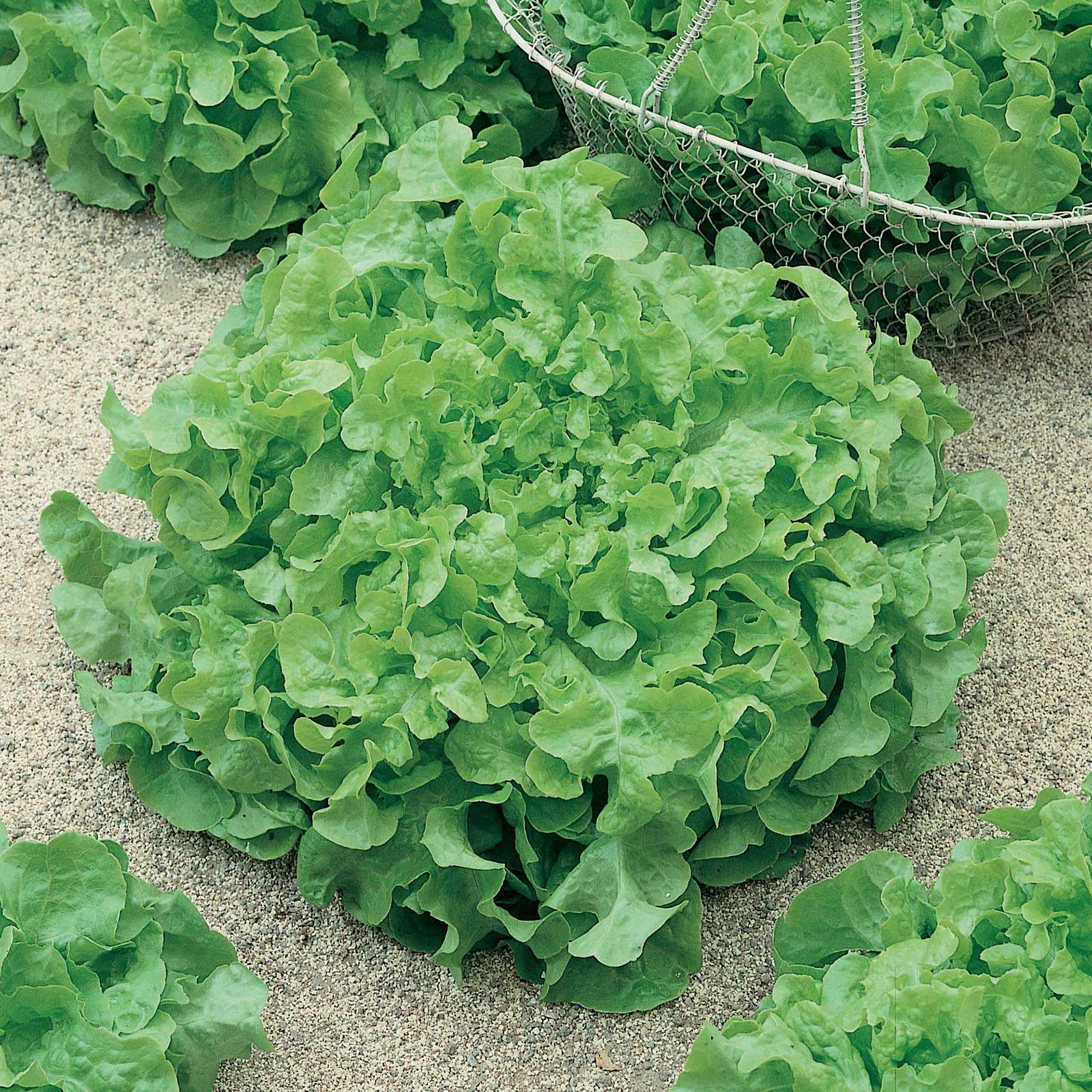 A close-up shot of vibrant green Salad Bowl Green lettuce, showing off its deeply lobed, crinkled leaves.