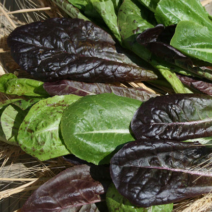 A vivid close-up of red and green tricolor romain lettuce leaves, showcasing fresh textures and vibrant colors.