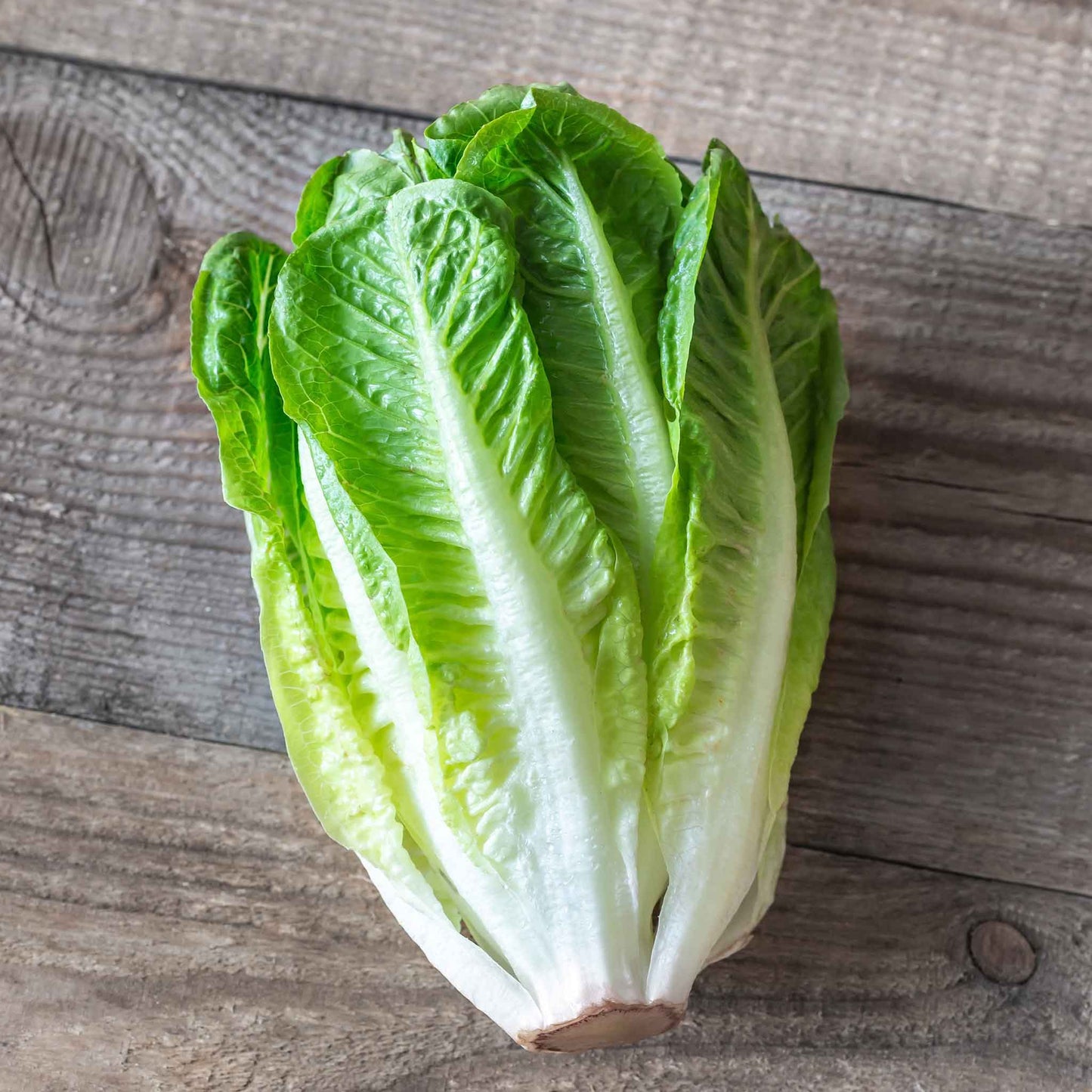 A head of light green Paris White Cos lettuce with a slightly ruffled texture sits in soft, natural light.