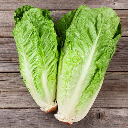 A head of green romaine Parris Island Cos lettuce showcasing its lengthy body and green leaves.