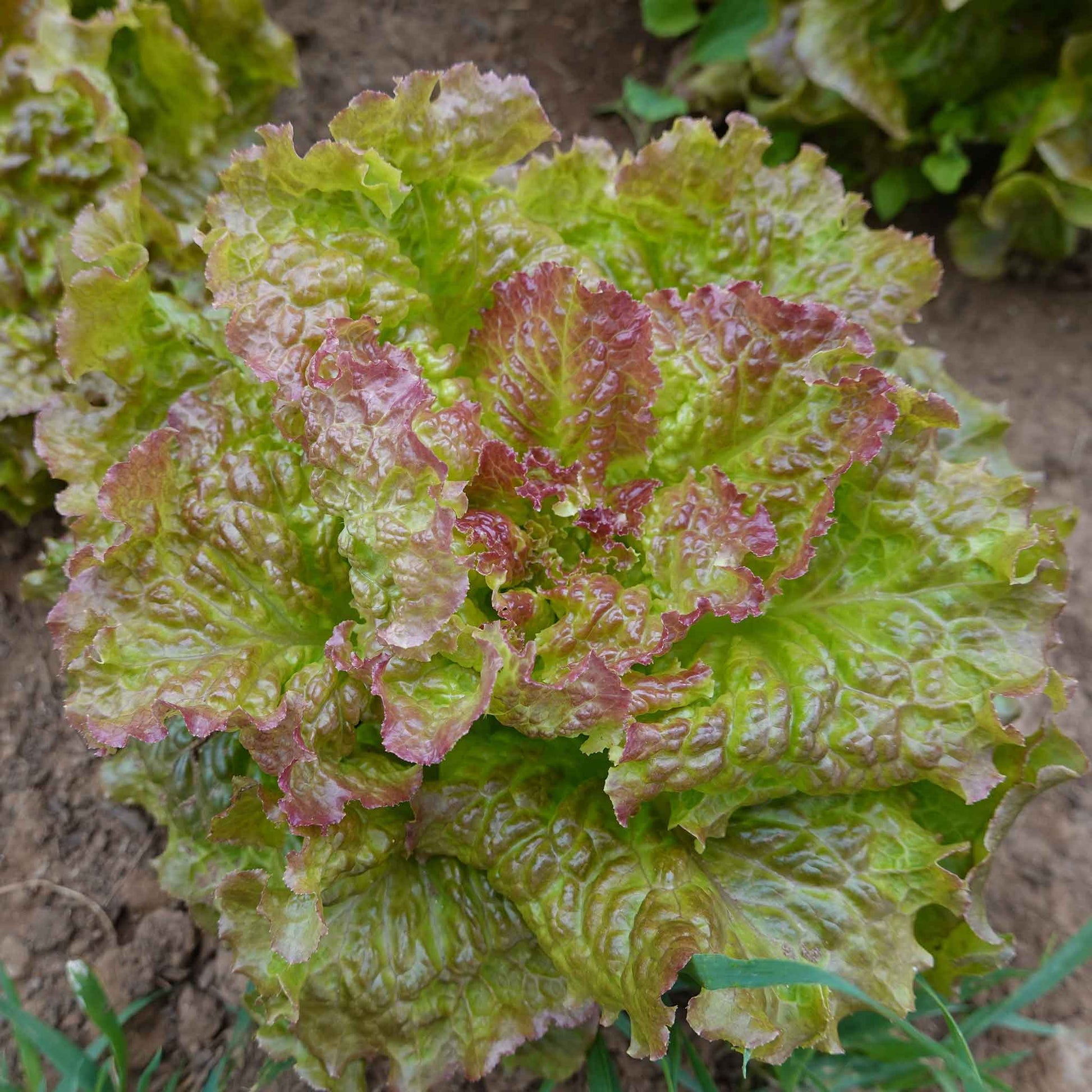 Close-up of a vibrant red-leaf Prizehead lettuce head with ruffled edges, showcasing its crisp texture.