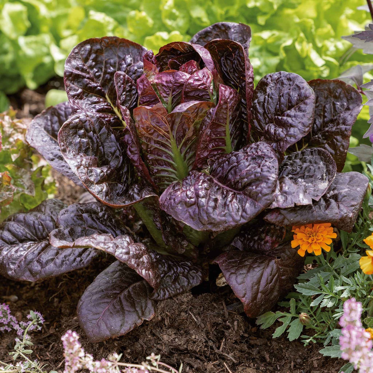 A vibrant red romaine lettuce head with crinkled leaves.
