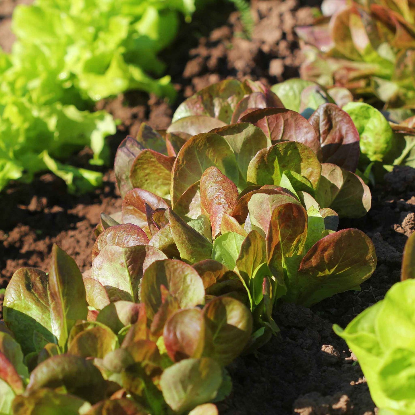 A vibrant red Rouge D'Hiver lettuce with broad, crinkled leaves.