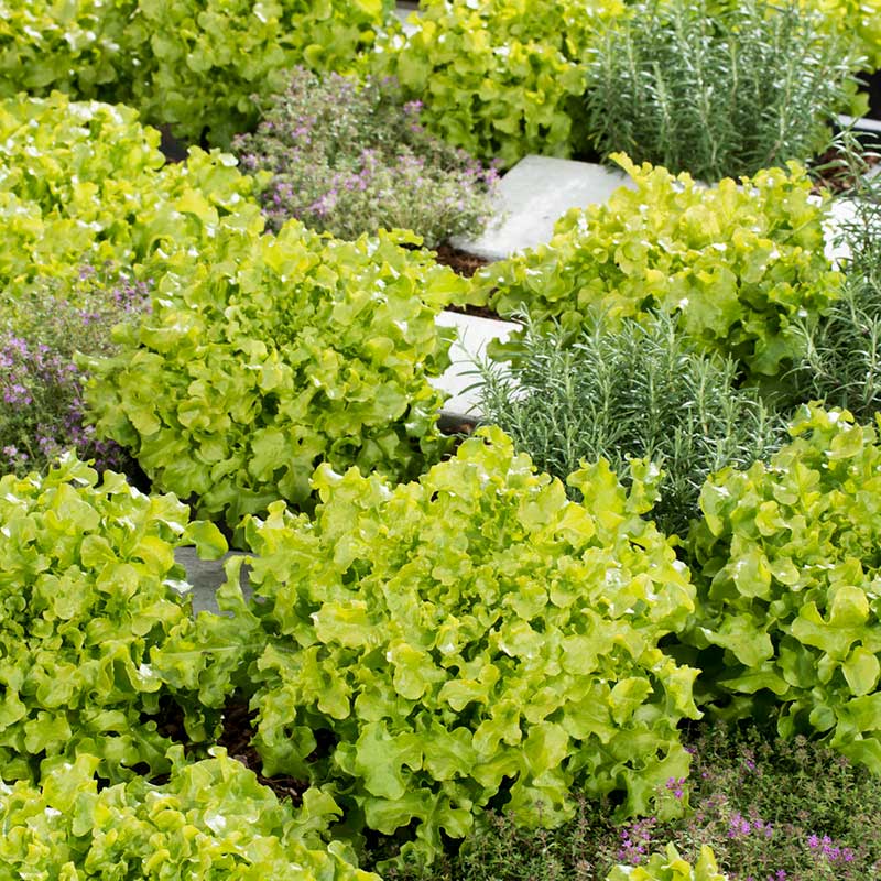 A vibrant, Salad Bowl Green lettuce with a soft, crinkled texture, appearing fresh and ready for harvest. | copyright: Floramedia UK Ltd