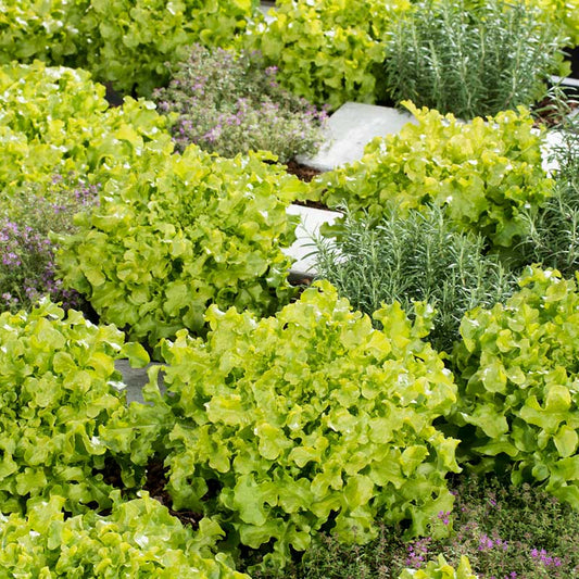 Green Salad Bowl lettuce with bright lime ruffled leaves growing among garden herbs
