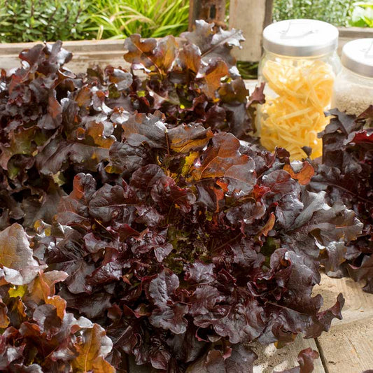Red Salad Bowl lettuce heads with deeply ruffled burgundy leaves beside pantry jars