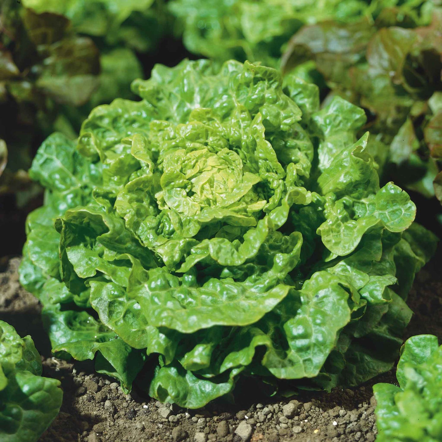 A close-up of a vibrant green Tom Thumb lettuce, showing its compact head and crinkled leaves.