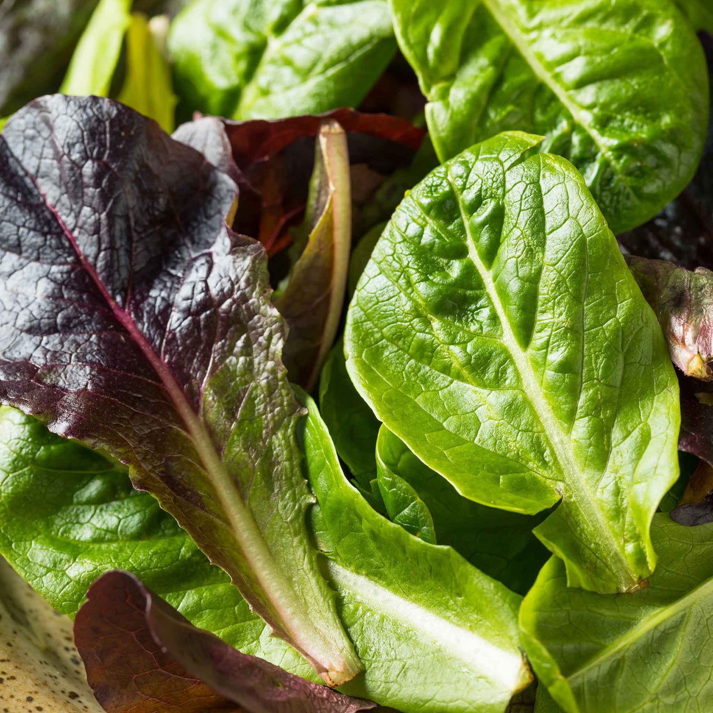 A vibrant Tricolor Romain lettuce leaves showing wrinkled skin and veins.