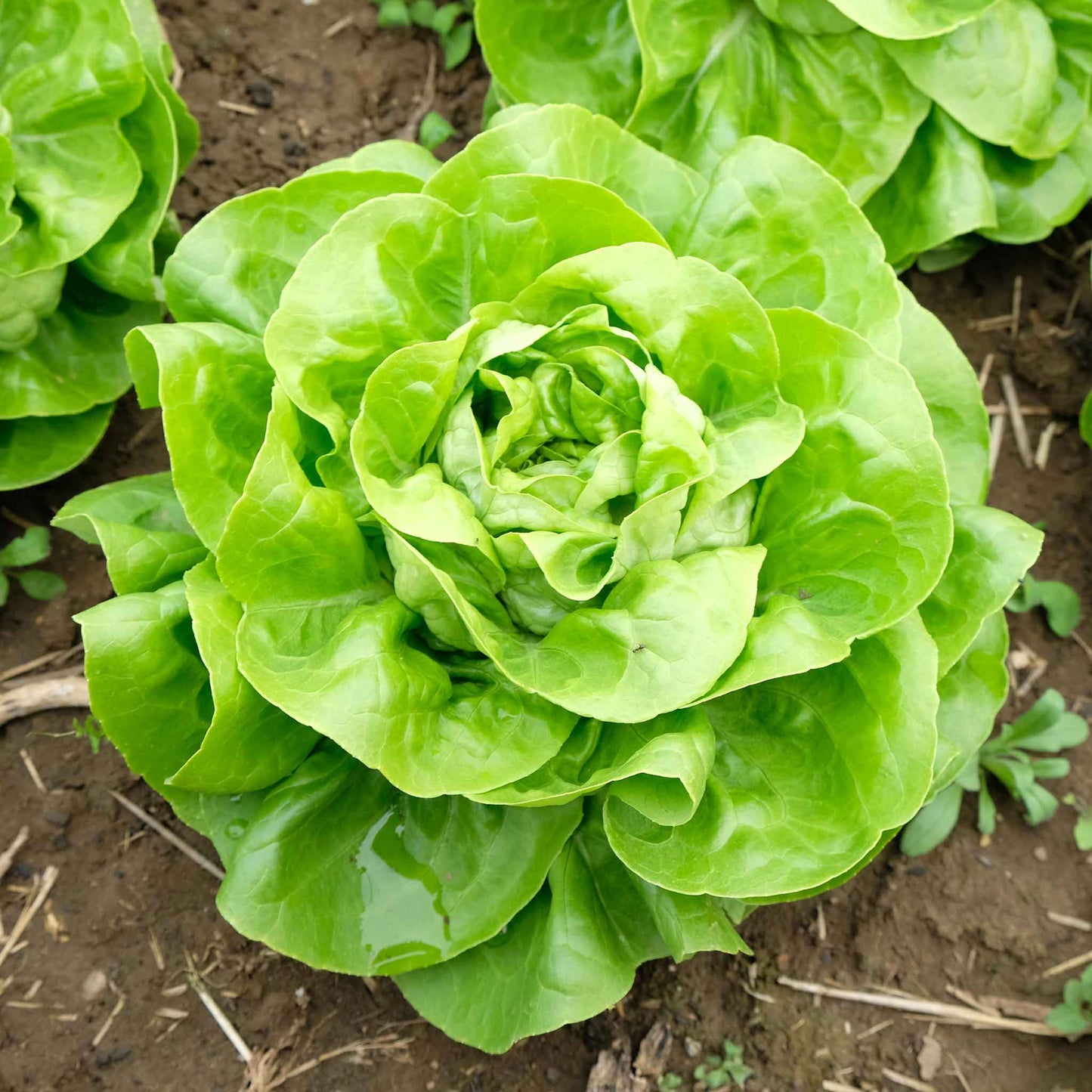 A close-up of a vibrant green head of White Boston lettuce, showcasing its crisp, crinkled leaves.